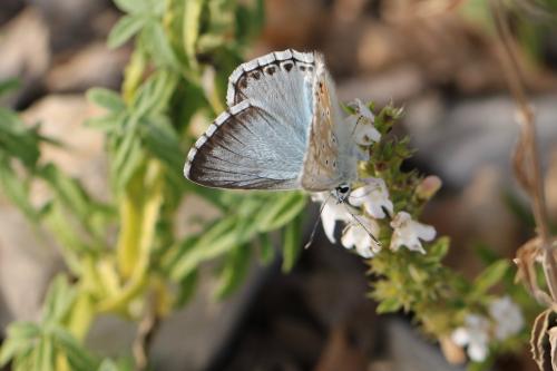 Réf. 217 418 : Polyommatus coridon